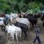 Fulani Cattle Breeders Warn Fayose Over ‘Arrest’ Of Cows