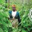 HarvestPlus Named Finalist in Macarthur Foundation Competition For $100m Grant